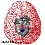 db236 - A Macaca