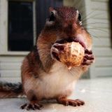 Chestnut - I'm Going Nuts / DJ-MIX