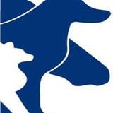 Animal Aid Egypt - helping strays and working animals in Alexandria