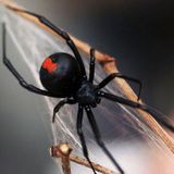 Red back