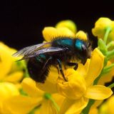 Mason Bees