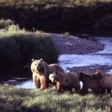 Grizzly love