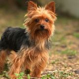 Max canular chien a vendre