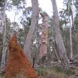 Skips Quietly Forest