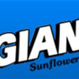 San Diego EC Sports Report - Matt Hopper Giant Sunflower Seeds