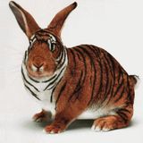 Bunny Tiger