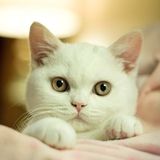 Die Kitten Tape 14