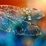 Rebirth of the Quantum Dragonfly