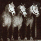 Three Beautiful Horses