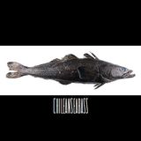 CHILEAN SEA BASS