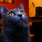 WSM #04 - Just Another Jazz Cat