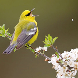 Apr 11: Songs of Spring