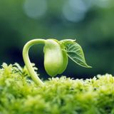 Imbolc: Breakthrough