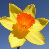 St David's Day in London