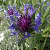 Quietude #9: Saturday Tastes Blue