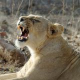 iDJNYX 710N355 (LIONESS)
