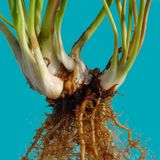 >>RHIZOMATIC-JAZZ<<