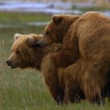 Bear Growls Live June Mix