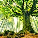 Chill Tree
