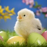 52M-014: Funky Easter