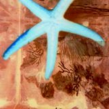 THE STAR THAT WE, BY NUMD & JOAN ÍLEX - FEBRER 2016