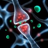 neurostransmetteur