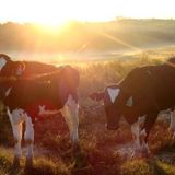 'til the cows come home