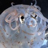 Immortal Squid