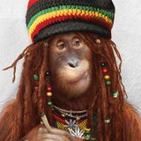 Wisdom Dub