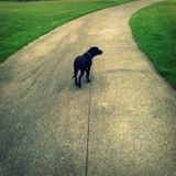 Music for dog walking