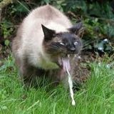 i will piss on you