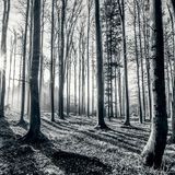 Docta Roots - Menthol Series #7