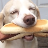 Don't Feed The Ghostdog