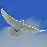Flying Bird