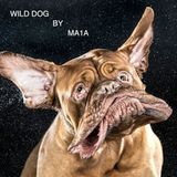 WILD DOG BY MA1A