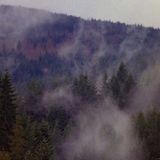 Douglas Firs
