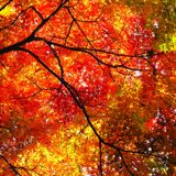 Robin´s Oktober-Mix 2012