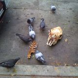 The Pigeoncast