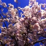 Spring Fever Mix 2013