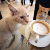 84° puntata - Patte al gatto