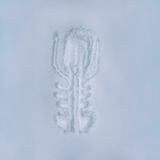 Frozen Fields