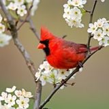 The Red Cardinal Easterfruitloopin mix