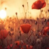 "I see your lights" - Remembering World War I