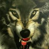 le cri des loups