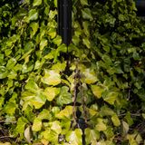 RDfood&forage 12.8.15