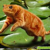 Le TOP #12 : Le top 5 des bruits d'animaux que vous ne connaissez pas