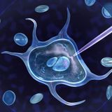in vitro