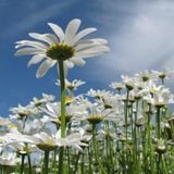 Everything's Pushing Up Daisies - 1/9/14