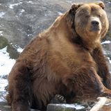A Kodiak Moment
