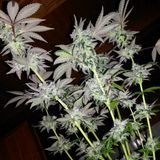 SSH - Flower Power